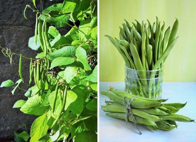 Home-grown_runner_beans_on_the_vine_and_freshly_picked