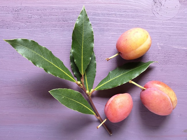 Sprig_of_fresh_bay_leaves_with_3_Victoria_plums