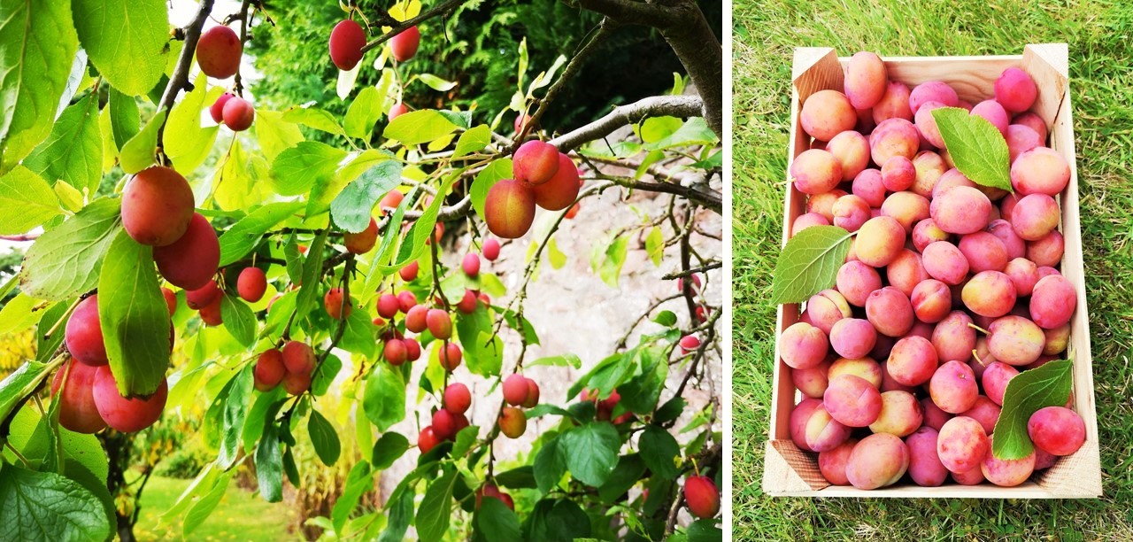 Victoria_plum_tree_and_a_wooden_crate_of_picked_plums