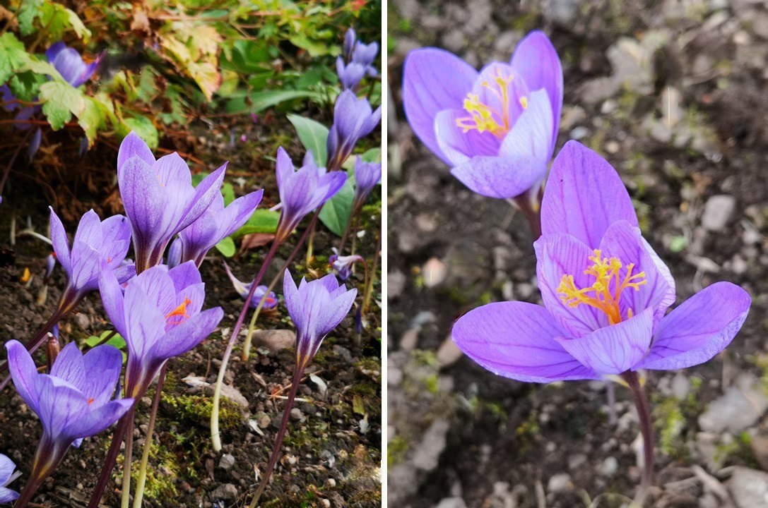 Lilac_petalled_with_saffron_aromatic_stamens_Autumn_crocus