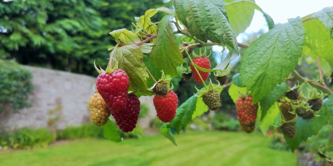 Branch_of_ripe_Autumn_raspberries