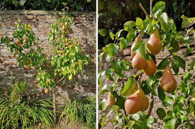 Small_garden_Concorde_pear_tree_in_fruit