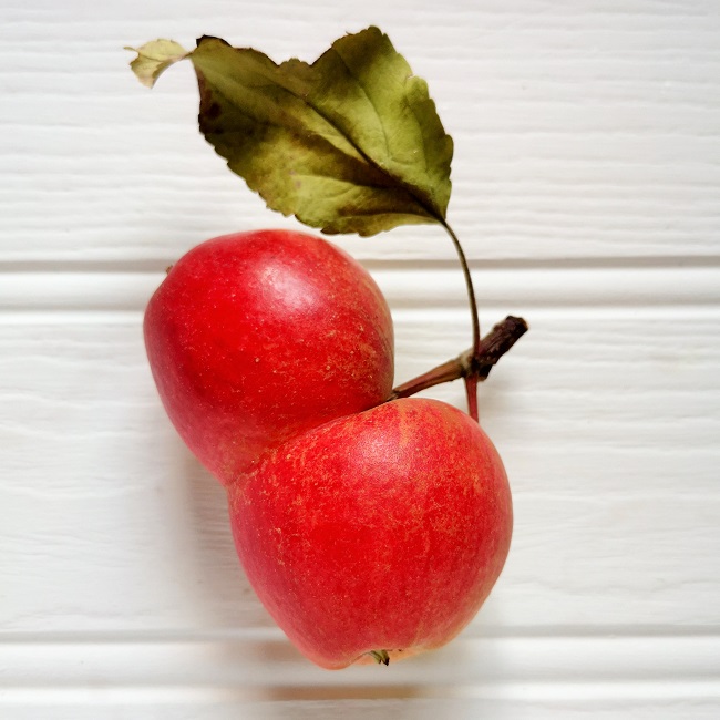Two_apples_joined_together_during_growth