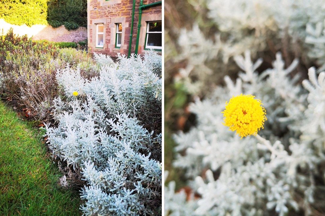 Single_bloom_of_cotton_lavender