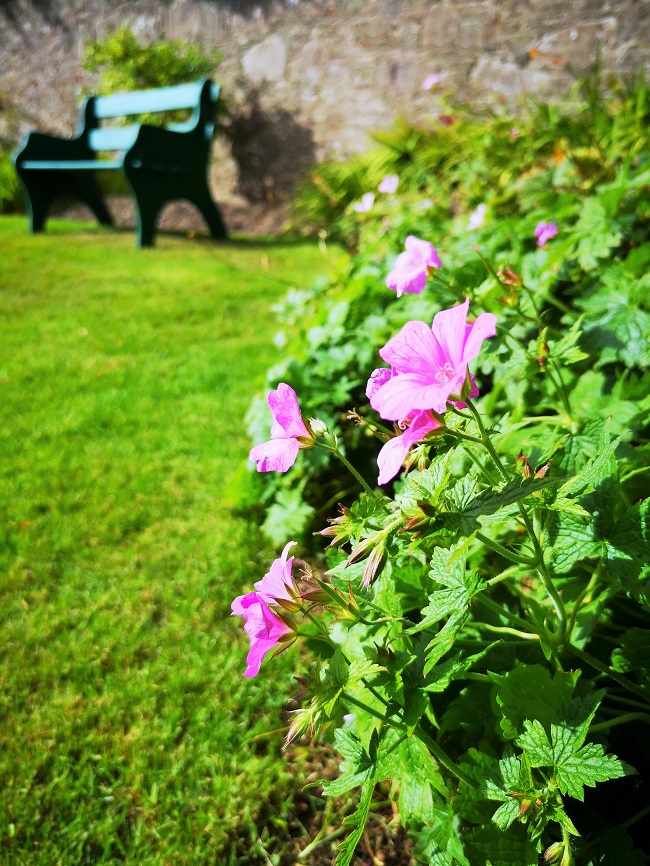 Sunny_border_with_late_flowering_meadow_cranesbill