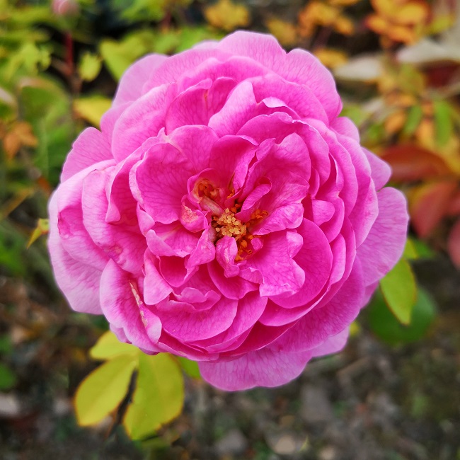 Gertrude_jekyl_deep_pink_rose_in_bloom
