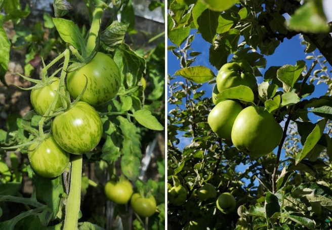 Growing_green_tomatoes_and_cooking_apples