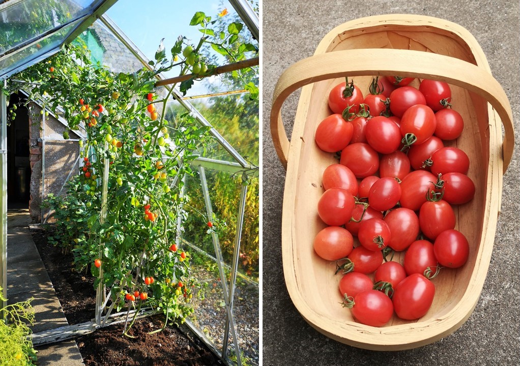 Home-grown_tomatoes_growing_in_the_greenhouse