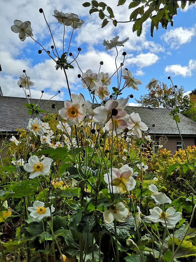 Multi-blooms_of_white_Japanese_Anemones