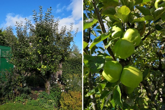 Lord_Derby_apple_tree_and_close-up_of_apples_on_tree