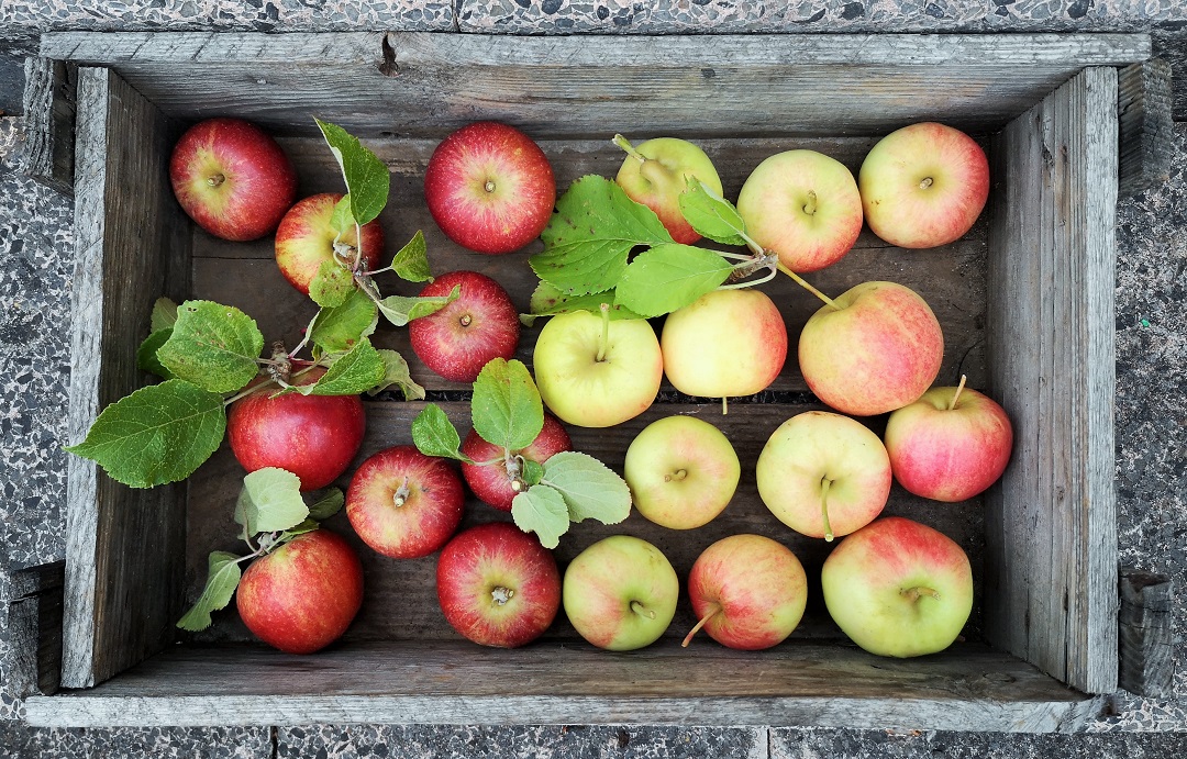 Red_and_yellow_skinned_mini_eating_apples