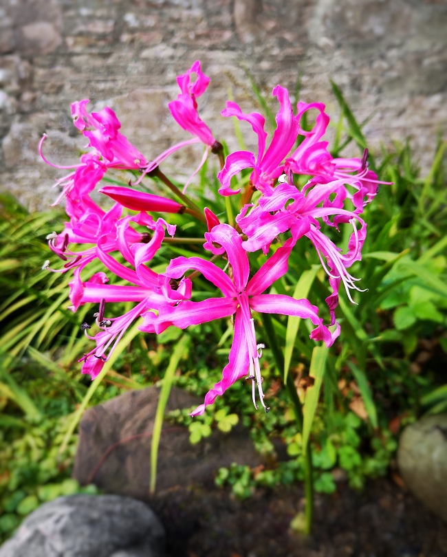 Deep_pink_Nerine