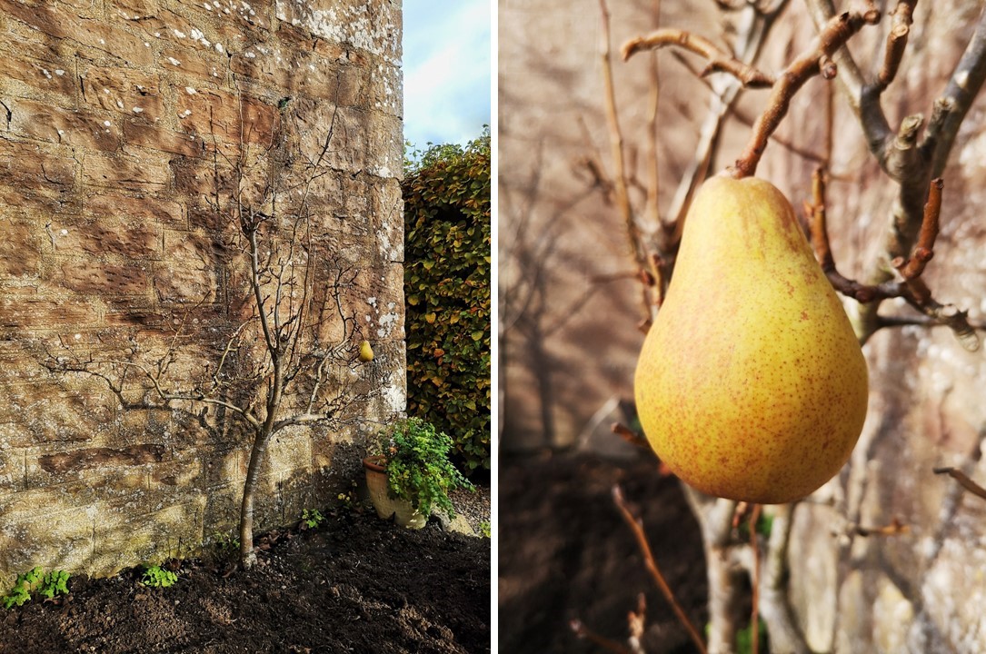 Single_Comice_pear_on_a_leafless_tree