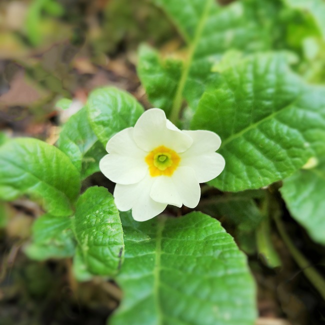 Perennial_primrose_in_flower_in_October