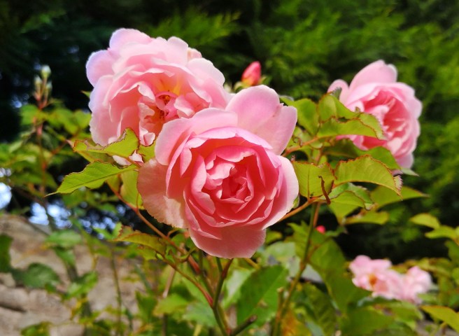 Fragran_pink_rose_blooming_in_October