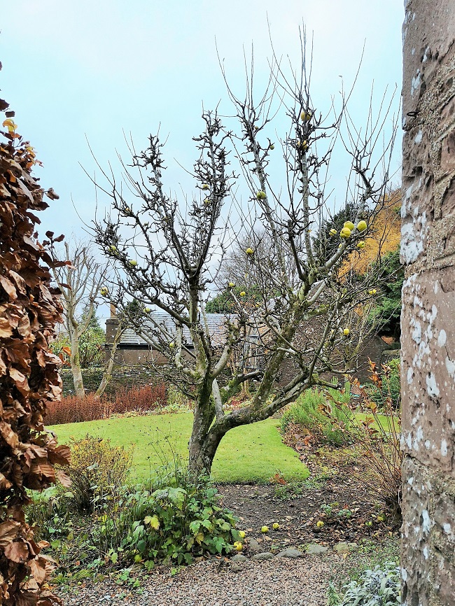 Old_apple_tree_bare_branches_except_for_a_few_apples