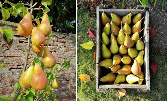 Home-grown_Concorde_pears_on_tree_and_in_wooden_crate