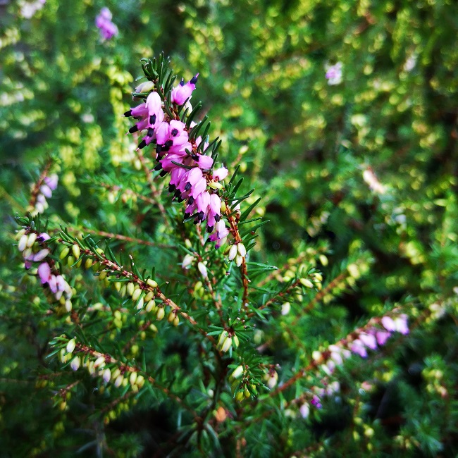 Pink_winter_heather