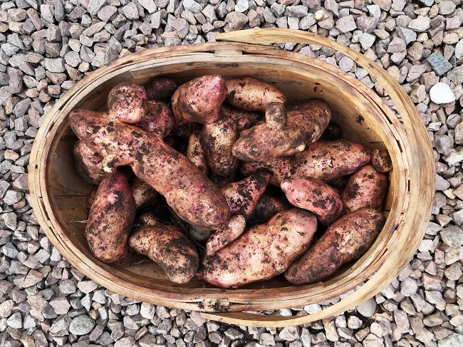 Home-grown_pink_fir_potatoes_in_a_trug