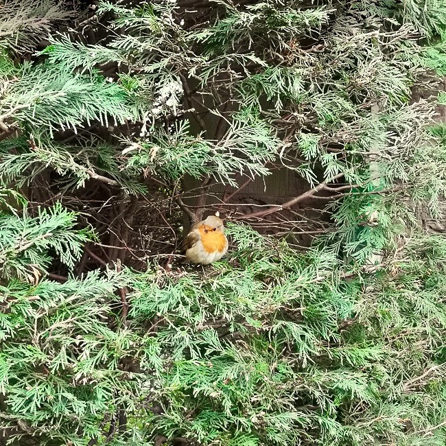 Robin_in_the_middle_of_a_conifer_tree
