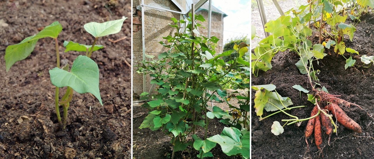Home-grown_sweet_potato_plants