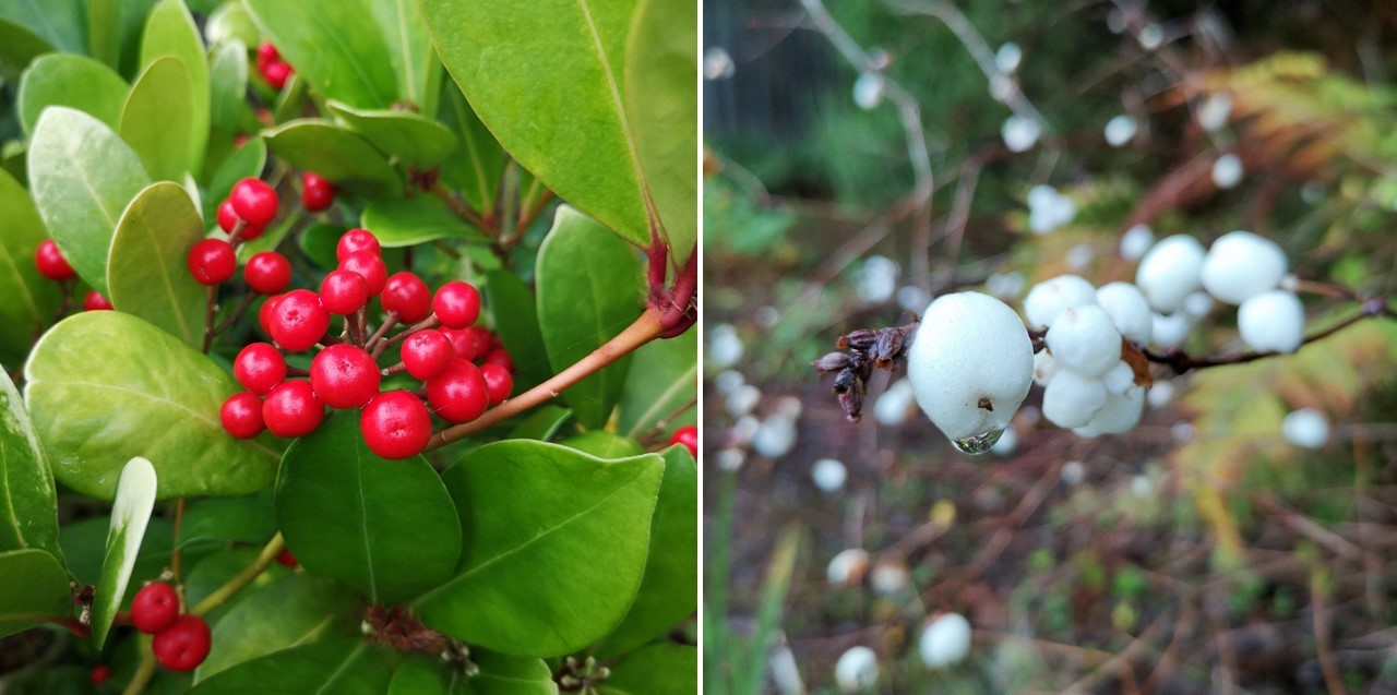 Red_Skimmia_berries_and_pure_white_snowberries