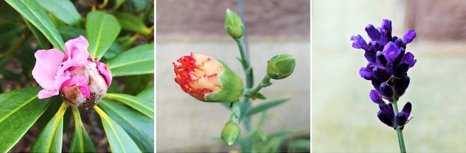 Pink_rhododrendron_in_bud_orange_carnation_in_bud_lavender_flowers