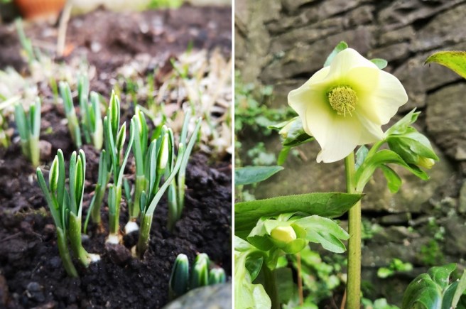Snowdrops_in_bud_and_a_white_hellebore_in_bloom