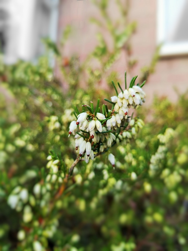 Winter-flowering_white_heather