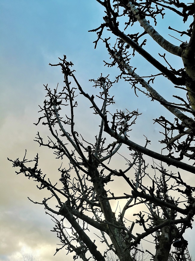 Lord_Derby_apple_tree_after_Winter_pruning