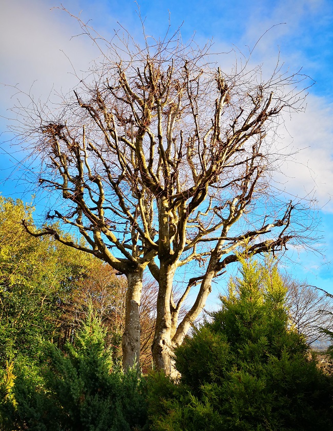 A_bare_copper_beech_tree_in_winter