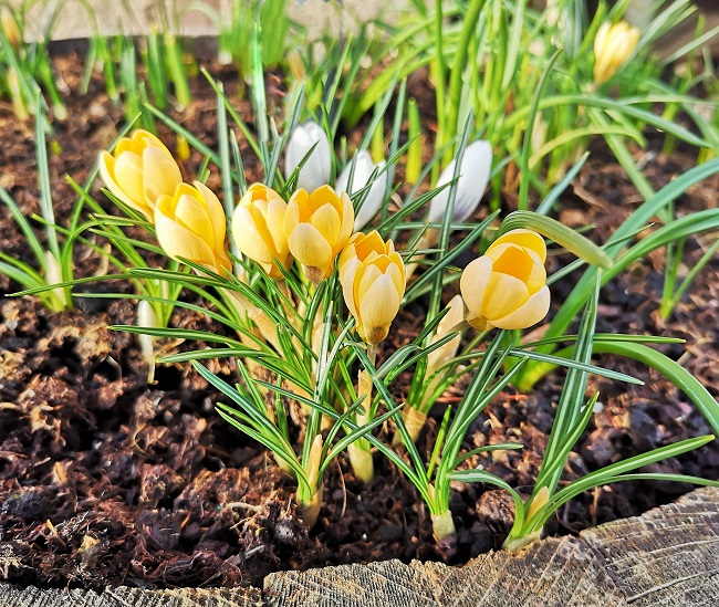 Golden_yellow_crocus_growing_in_a_wooden_barrel
