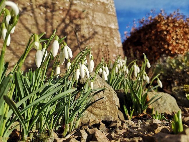 Snowdrops_growing_in_a_gravel_path