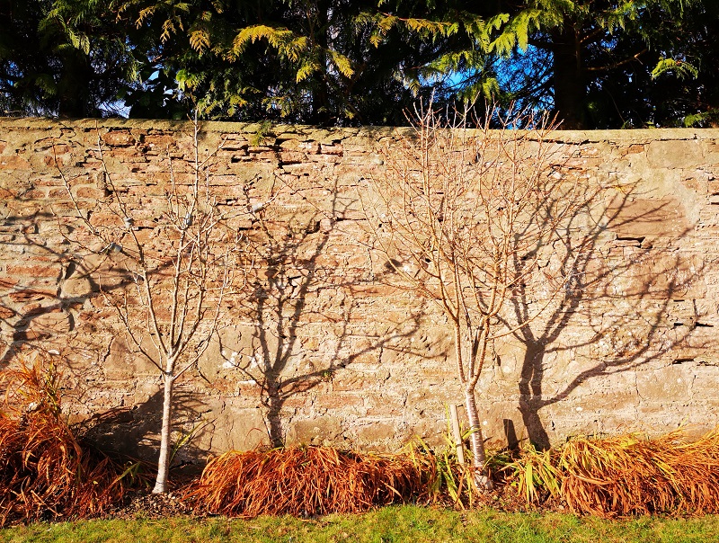 Bare_pear_and_cherry_tree_in_winter