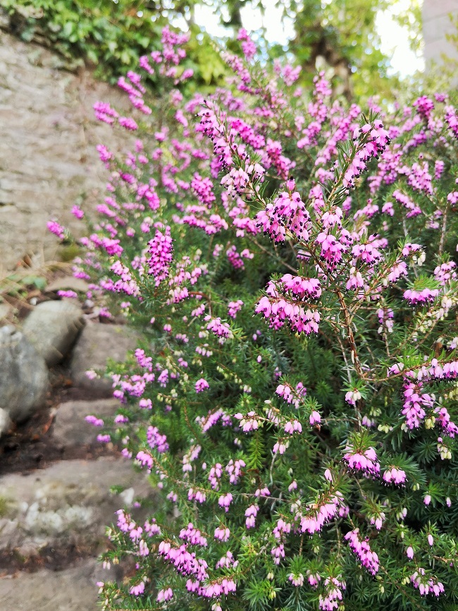 Heavily_laden_with_blooms_a_pink_winter_heather