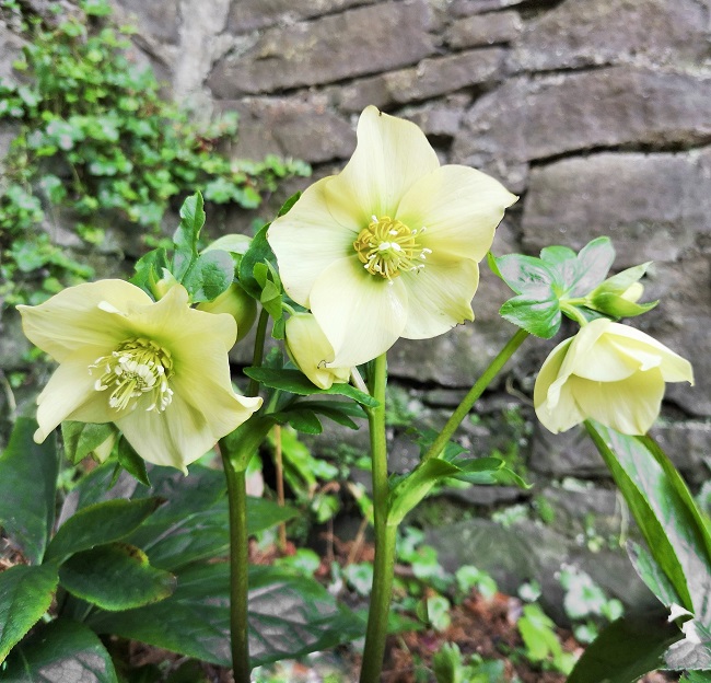 3_flower_stems_of_white_Hellebore_flowers