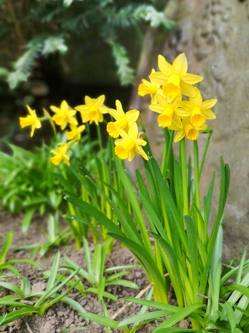 Narcissus_Tête-à-tête