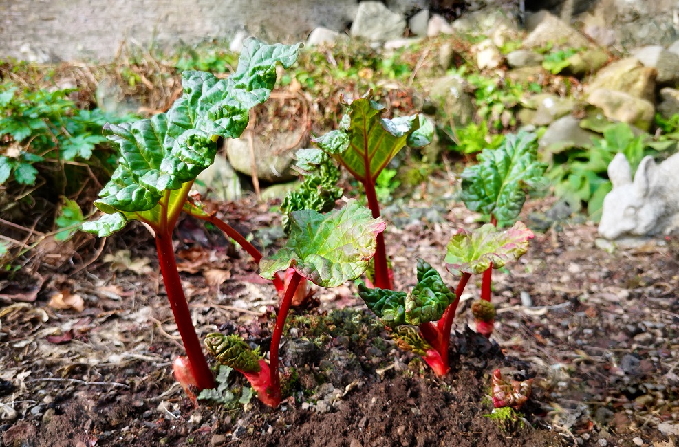 Young_Scottish_rhubarb_stems