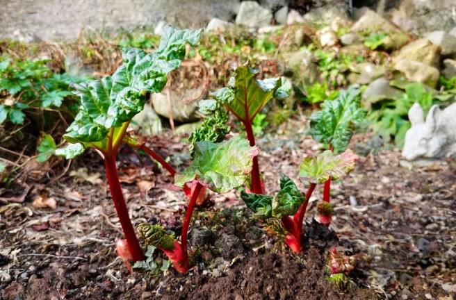 Young_Scottish_rhubarb_stems
