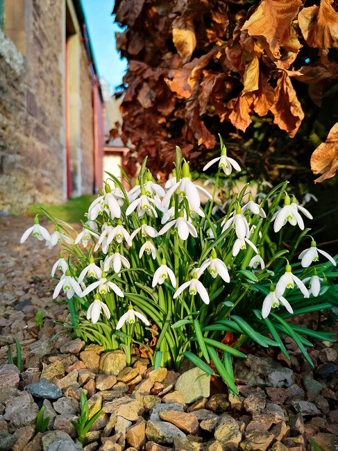 Scottish_snowdrops_in_February_sunshine