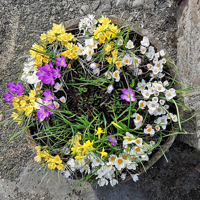 Yellow_white_and_lilac_crocus_in_wooden_barrel