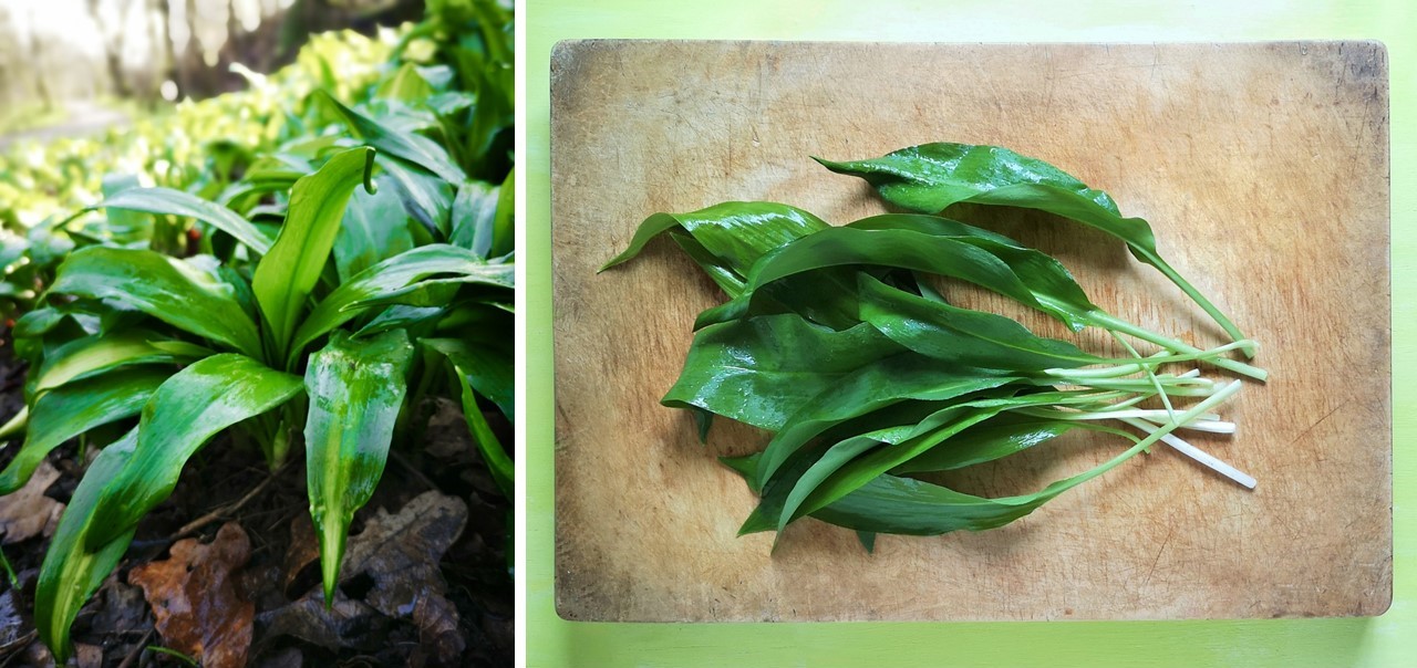 Growing_and_picked_wild_garlic