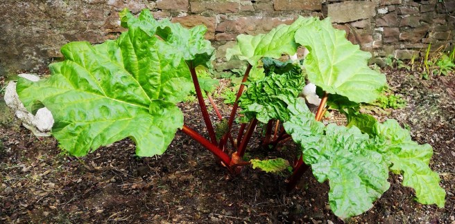 Home-grown_rhubarb_growing_in_late_March_2019