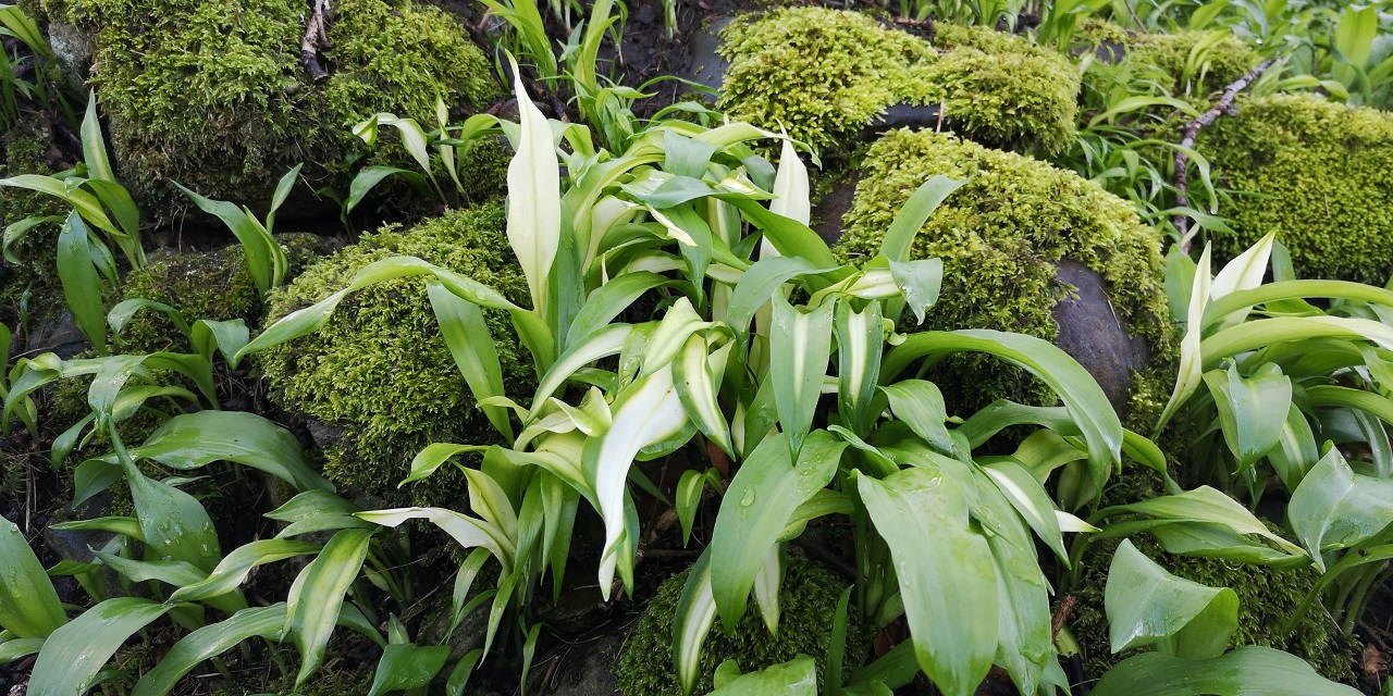 Variegated_wild_garlic_growing_in_a_Perthshire_woodland