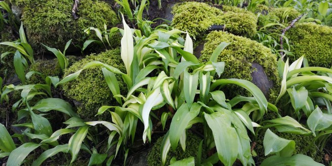 Variegated_wild_garlic_growing_in_a_Perthshire_woodland