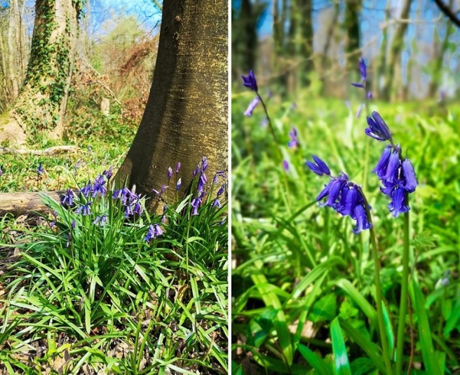 Wild_English_Bluebells_in_a_Sussex_woodland