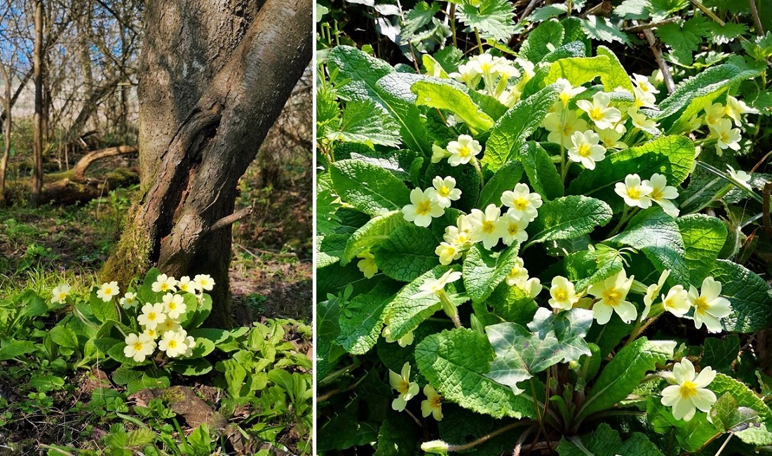 Wild_primroses_under_a_tree_and_on_a_woodland_bank