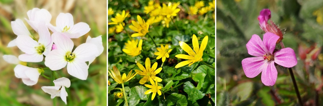 Wild_Ladies_smock_(Cuckoo_flower)_Celandine_and_Herb_Robert