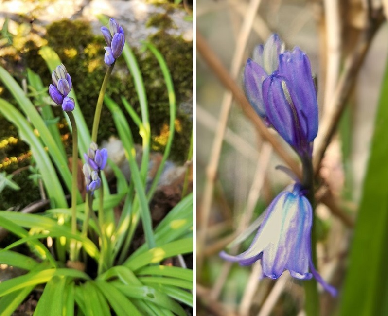 Early_Scottish_bluebells