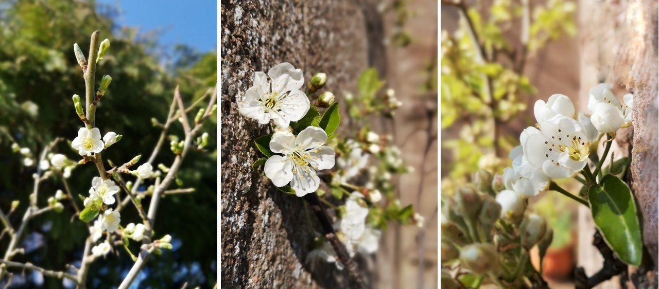 Plum_cherry_and_pear_blossom